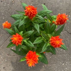 Celosia 'Kelos Fire Orange' Orange, Topf-Ø 12 Cm, 6er-Set -Die grüne Ecke 0610240075 Celosia argentea T12 6er Set orange Kelos Fire Orange 7 1 123644 2