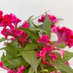 Celosia 'Hot Topic Pink' Pink, Topf-Ø 12 Cm, 6er-Set -Die grüne Ecke 0610240076 Celosia argentea T12 6er Set Hot Topic Pink 3 113298