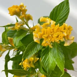 Celosia 'Hot Topic Yellow' Gelb, Topf-Ø 12 Cm, 6er-Set -Die grüne Ecke 0610240077 Celosia argentea T12 6er Set Hot Topic Yellow 3 113300