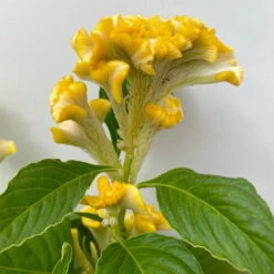 Celosia 'Hot Topic Yellow' Gelb, Topf-Ø 12 Cm, 6er-Set -Die grüne Ecke 0610240077 Celosia argentea T12 6er Set Hot Topic Yellow 5 113299