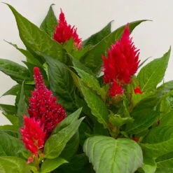 Celosia 'Kelos Fire Scarlet' Rot, Topf-Ø 17 Cm, 2er-Set -Die grüne Ecke 0610240079 Celosia argentea T17 2er Set dunkelrot Kelos Fire Scarlet 11 113576