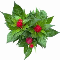 Celosia 'Kelos Fire Scarlet' Rot, Topf-Ø 17 Cm, 2er-Set -Die grüne Ecke 0610240079 Celosia argentea T17 2er Set dunkelrot Kelos Fire Scarlet 12 113669