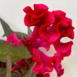 Celosia 'Hot Topic Red' Rot, Topf-Ø 12 Cm, 6er-Set -Die grüne Ecke 0610240081 Celosia argentea T12 6er Set Hot Topic Red 3 113301
