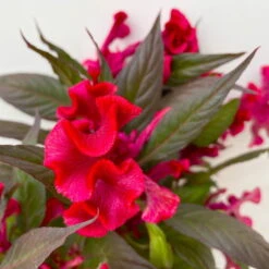 Celosia 'Hot Topic Red' Rot, Topf-Ø 12 Cm, 6er-Set -Die grüne Ecke 0610240081 Celosia argentea T12 6er Set Hot Topic Red 4 113302