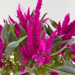 Celosia 'Javelin' Lila, Topf-Ø 14 Cm, 4er-Set -Die grüne Ecke 0610240082 Celosia T14 lila Javelin 4er Set 3 113303
