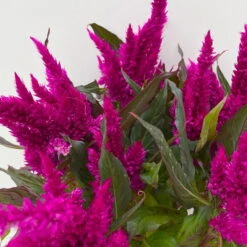 Celosia 'Javelin' Lila, Topf-Ø 14 Cm, 4er-Set -Die grüne Ecke 0610240082 Celosia T14 lila Javelin 4er Set 5 113304