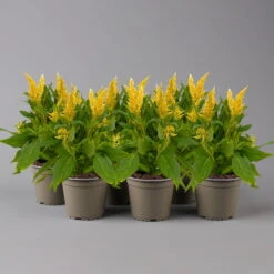Celosia 'Kelos Fire Yellow' Gelb. Topf-Ø 12 Cm, 6er-Set -Die grüne Ecke 0610240085 Celosia argentea T12 6er Set gelb Kelos Fire yellow 123636