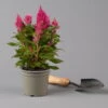 Celosia 'Kelos Fire Pink' Pink, Topf-Ø 12 Cm, 6er-Set -Die grüne Ecke 0610240086 Celosia argentea T12 6er Set pink Kelos fire Pink 123641 1
