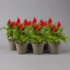Celosia 'Kelos Fire Red' Rot, Topf-Ø 12 Cm, 6er-Set -Die grüne Ecke 0610240087 Celosia argentea T12 6er Set rot Kelos Fire Red 2 123649