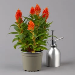 Pflanzenset 'Spätsommer-Gold' Gelb-orange, Topf-Ø 12 Cm, 4er-Set -Die grüne Ecke 0610240088 Celosia argentea T12 6er Set orange Kelos Fire Orange 123645