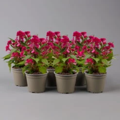 Celosia 'Hot Topic Pink' Pink, Topf-Ø 12 Cm, 6er-Set -Die grüne Ecke 0610240089 Celosia argentea T12 6er Set Hot Topic Pink 2 123653