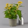 Celosia 'Hot Topic Yellow' Gelb, Topf-Ø 12 Cm, 6er-Set