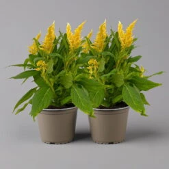 Celosia 'Kelos Fire Yellow' Gelb. Topf-Ø 17 Cm, 2er-Set -Die grüne Ecke 0610240091 Celosia argentea T17 2er Set gelb Kelos Fire yellow 123639