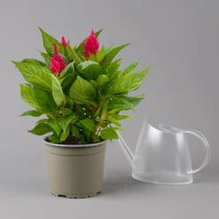 Celosia 'Kelos Fire Scarlet' Rot, Topf-Ø 17 Cm, 2er-Set -Die grüne Ecke 0610240092 Celosia argentea T17 2er Set dunkelrot Kelos fire Scarlet 123659