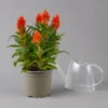 Celosia 'Kelos Fire Orange' Orange, Topf-Ø 17 Cm, 2er-Set