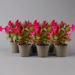 Celosia 'Hot Topic Red' Rot, Topf-Ø 12 Cm, 6er-Set -Die grüne Ecke 0610240094 Celosia argentea T12 6er Set Hot Topic Red 2 123661