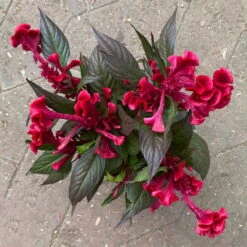 Celosia 'Hot Topic Red' Rot, Topf-Ø 12 Cm, 6er-Set -Die grüne Ecke 0610240094 Celosia argentea T12 6er Set Hot Topic Red 123662