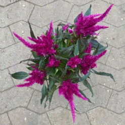 Celosia 'Javelin' Lila, Topf-Ø 14 Cm, 4er-Set -Die grüne Ecke 0610240095 celosia T14 lila Javelin 4er Set 123665