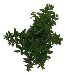 Japanische Scheinmyrte Lila/rosa, Topf-Ø 11 Cm, 6er-Set -Die grüne Ecke 0610260033 Cuphea T11 lila 6er Set 5 93142