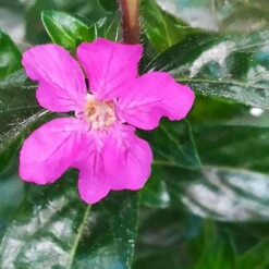 Japanische Scheinmyrte Lila/rosa, Topf-Ø 11 Cm, 6er-Set -Die grüne Ecke 0610260033 Cuphea T11 lila 6er Set 6 92819