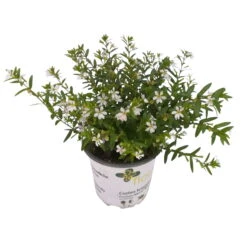 Japanische Scheinmyrte, 6er-Set, Cuphea Hyssopifolia, Weiß, Topf 11 Cm Ø -Die grüne Ecke 0610260035 Cuphea T11 weiss 6er Set 2 93149