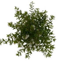 Japanische Scheinmyrte, 6er-Set, Cuphea Hyssopifolia, Weiß, Topf 11 Cm Ø -Die grüne Ecke 0610260035 Cuphea T11 weiss 6er Set 4 93148