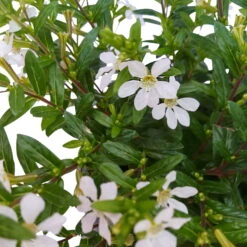 Japanische Scheinmyrte, 6er-Set, Cuphea Hyssopifolia, Weiß, Topf 11 Cm Ø -Die grüne Ecke 0610260035 Cuphea T11 weiss 6er Set 6 93147