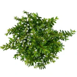 Japanische Scheinmyrte, Farben Zufällig, Topf-Ø 17 Cm, 2er-Set -Die grüne Ecke 0610260038 Cuphea hyssopifolia T17 weiss 2er Set WS 6 93789