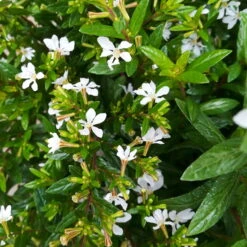 Japanische Scheinmyrte, Farben Zufällig, Topf-Ø 17 Cm, 2er-Set -Die grüne Ecke 0610260038 Cuphea hyssopifolia T17 weiss 2er Set WS 7 93701