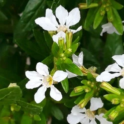 Japanische Scheinmyrte, Farben Zufällig, Topf-Ø 17 Cm, 2er-Set -Die grüne Ecke 0610260038 Cuphea hyssopifolia T17 weiss 2er Set WS 8 93700