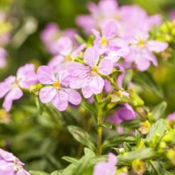 Japanische Scheinmyrte, Farben Zufällig, Topf-Ø 17 Cm, 2er-Set -Die grüne Ecke 0610260039 Cuphea hyssopifolia Bluetenbilder 1 93707