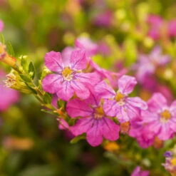 Japanische Scheinmyrte, Farben Zufällig, Topf-Ø 17 Cm, 2er-Set -Die grüne Ecke 0610260039 Cuphea hyssopifolia Bluetenbilder 2 93708