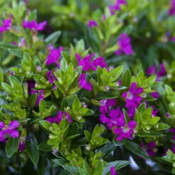 Japanische Scheinmyrte, Farben Zufällig, Topf-Ø 17 Cm, 2er-Set -Die grüne Ecke 0610260039 Cuphea hyssopifolia Bluetenbilder 3 93709