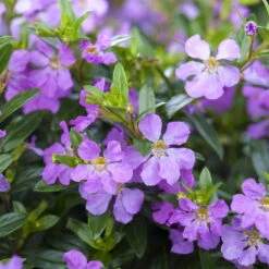 Japanische Scheinmyrte, Farben Zufällig, Topf-Ø 17 Cm, 2er-Set -Die grüne Ecke 0610260039 Cuphea hyssopifolia Bluetenbilder 4 93706