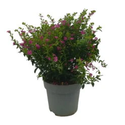 Japanische Scheinmyrte, Farben Zufällig, Topf-Ø 17 Cm, 2er-Set -Die grüne Ecke 0610260039 Cuphea hyssopifolia T17 Rosa Lila Rottoene 2er Set WS 11 93792