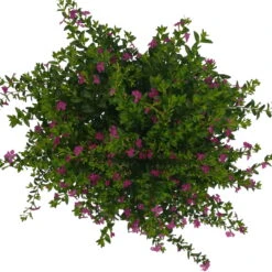 Japanische Scheinmyrte, Farben Zufällig, Topf-Ø 17 Cm, 2er-Set -Die grüne Ecke 0610260039 Cuphea hyssopifolia T17 Rosa Lila Rottoene 2er Set WS 17 93794