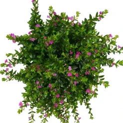 Japanische Scheinmyrte, Farben Zufällig, Topf-Ø 17 Cm, 2er-Set -Die grüne Ecke 0610260039 Cuphea hyssopifolia T17 Rosa Lila Rottoene 2er Set WS 7 93795