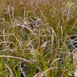 Rotes Lampenputzergras 'Rubrum' Rot, Einjährig, Topf-Ø 19 Cm, 2er-Set -Die grüne Ecke 0610280032 0610280044 Pennisetum advena Rubrum 2er Set 1 112585