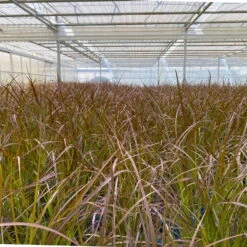 Rotes Lampenputzergras 'Rubrum' Rot, Einjährig, Topf-Ø 19 Cm, 2er-Set -Die grüne Ecke 0610280032 0610280044 Pennisetum advena Rubrum 2er Set 2 112587