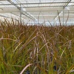 Rotes Lampenputzergras 'Rubrum' Rot, Einjährig, Topf-Ø 19 Cm, 2er-Set -Die grüne Ecke 0610280032 0610280044 Pennisetum advena Rubrum 2er Set 3 112586