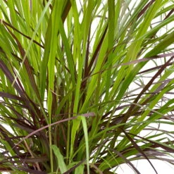 Lampenputzergras 'Rubrum' Rot, Topf-Ø 26 Cm -Die grüne Ecke 0610280039 KB Pennisetum advena Rubrum T26 5 l rotlaubig einjaehrig WS 3 95867