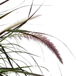 Lampenputzergras 'Rubrum' Rot, Topf-Ø 26 Cm -Die grüne Ecke 0610280039 KB Pennisetum advena Rubrum T26 5 l rotlaubig einjaehrig WS 5 95868