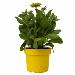 Sonnenhut Gelb, Topf-Ø 21 Cm -Die grüne Ecke 0610360016 Rudbeckia hirta T21 gelb 2 114159