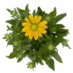 Sonnenhut Gelb, Topf-Ø 21 Cm -Die grüne Ecke 0610360016 Rudbeckia hirta T21 gelb 3 114160