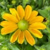 Sonnenhut Gelb, Topf-Ø 21 Cm -Die grüne Ecke 0610360016 Rudbeckia hirta T21 gelb 5 114141