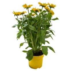 Sonnenhut Gelb, Topf-Ø 21 Cm -Die grüne Ecke 0610360017 0610360016 Rudbeckia T21 gelb 1 111962 1