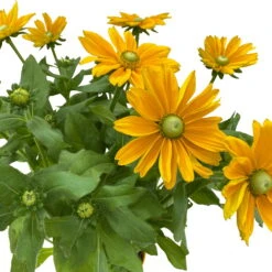 Sonnenhut, Sorte Nach Verfügbarkeit, Topf-Ø 21 Cm -Die grüne Ecke 0610360017 0610360016 Rudbeckia T21 gelb 3 111963