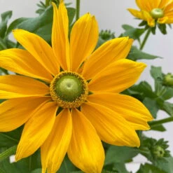 Sonnenhut, Sorte Nach Verfügbarkeit, Topf-Ø 21 Cm -Die grüne Ecke 0610360017 0610360016 Rudbeckia T21 gelb 5 111919