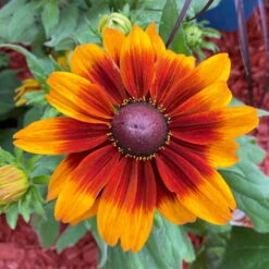 Sonnenhut, Sorte Nach Verfügbarkeit, Topf-Ø 21 Cm -Die grüne Ecke 0610360017 0610360022 Rudbeckia T21 orange braun 2 111918 1