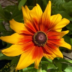 Sonnenhut Gelb-orange, Topf-Ø 21 Cm -Die grüne Ecke 0610360017 Rudbeckia T21 gelb braun 2 111917